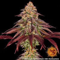 Barneys Farm Mimosa x Orange Punch Auto Fem. 3St.