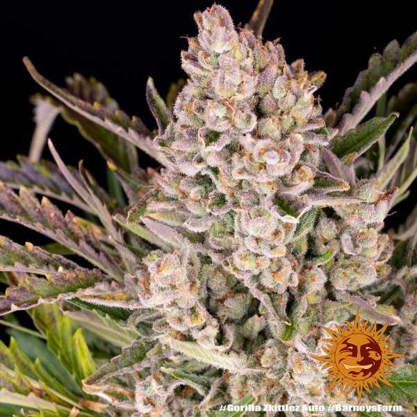 Barneys Farm Gorilla Zkittlez Auto Fem. 3St.