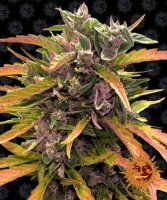 Barneys Farm Gorilla Glue Auto Fem. 3St.