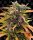 Barneys Farm Gorilla Glue Auto Fem. 3St.