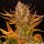 Barneys Farm Do-Si-Dos Auto Fem. 3St.