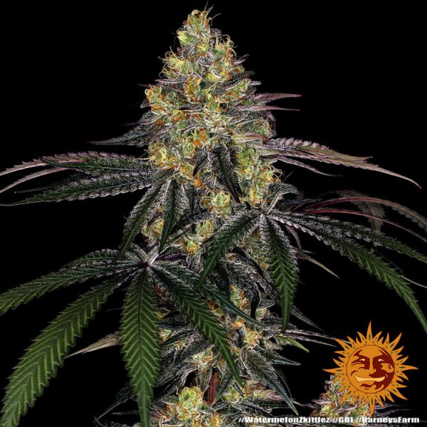 Barneys Farm Watermelon Zkittlez Fem. 3St.