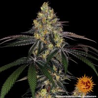 Barneys Farm Watermelon Zkittlez Fem. 3St.