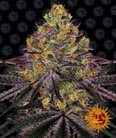 Barneys Farm Watermelon Zkittlez Fem. 3St.