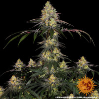 Barneys Farm Watermelon Zkittlez Fem. 3St.
