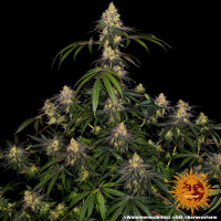 Barneys Farm Watermelon Zkittlez Fem. 3St.