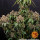 Barneys Farm White Widow XXL Fem. 3St.