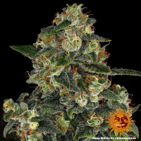 Barneys Farm Blue Gelato 41 Fem. 3St.