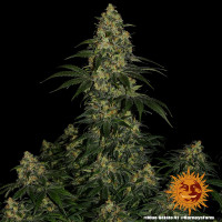 Barneys Farm Blue Gelato 41 Fem. 3St.