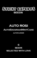 Auto Rosi - BavarianMintCake - Auto - 6 Seeds