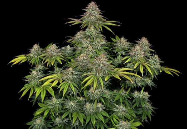 Barneys Farm Critical Kush Fem 3St.