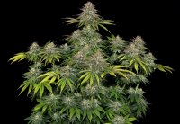 Barneys Farm Critical Kush Fem 3St.