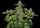 Barneys Farm Critical Kush Fem 3St.