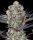 Barneys Farm DOS SI DOS 33 Fem 3St.