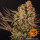 Barneys Farm DOS SI DOS 33 Fem 3St.