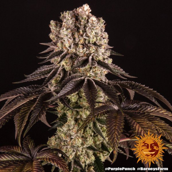 Barneys Farm Purple Punch Fem 3St.