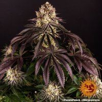 Barneys Farm Purple Punch Fem 3St.
