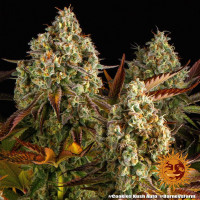 Barneys Farm Cookies Kush Auto Fem 3St.