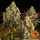 Barneys Farm Cookies Kush Auto Fem 3St.