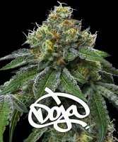 Barneys Farm RS11  x Banana OG Fem 3St.