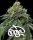 Barneys Farm RS11  x Banana OG Fem 3St.