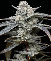 Barneys Farm Lemon Cherry Gelato Fem 3St.