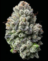 Barneys Farm Lemon Cherry Gelato Fem 3St.