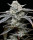Barneys Farm Lemon Cherry Gelato Fem 3St.
