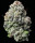 Barneys Farm Lemon Cherry Gelato Fem 3St.