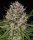 Barneys Farm Lemon Haze Auto Fem 3St.
