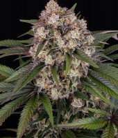 Barneys Farm OG Kush Auto Fem 3St.