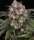 Barneys Farm OG Kush Auto Fem 3St.