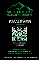 FAV4EVER - feminized - 3 seeds