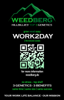 WORK2DAY - feminized - 3 seeds