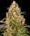 Barneys Farm Critical Kush Auto Fem 3St.