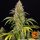 Barneys Farm Critical Kush Auto Fem 3St.
